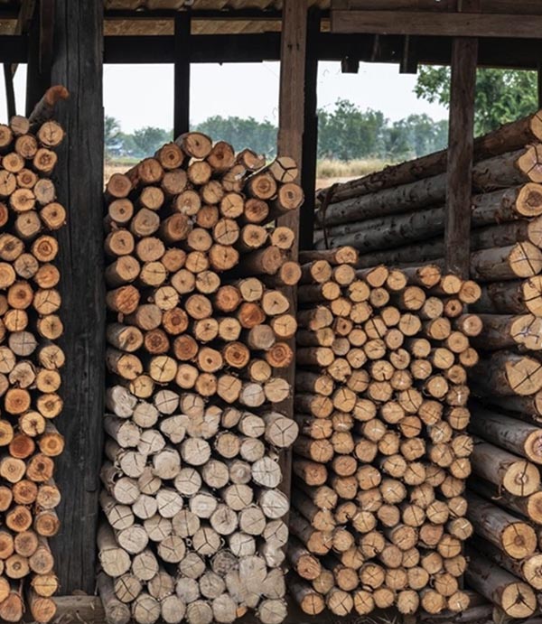 eucalypus stock